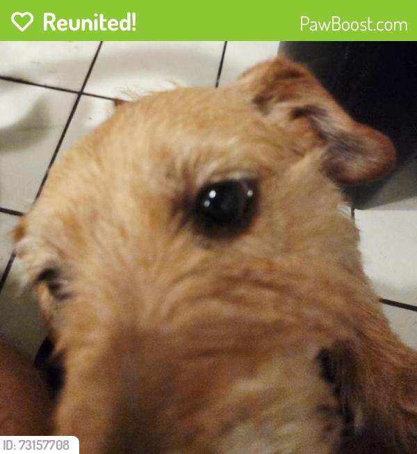 Reunited Male Dog last seen Wilson Avenue, Perris, CA 92572