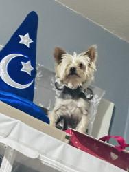 Lost Male Dog last seen brockton, Riverside, CA 92501