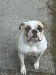 Lost Female Dog last seen Bostick dr and seaford st area, Fayetteville, NC 28314