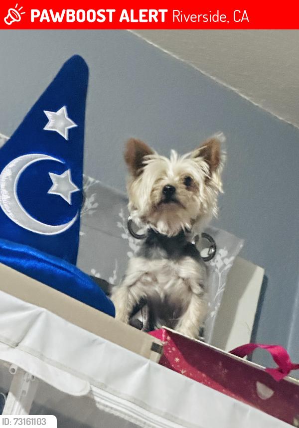 Lost Male Dog last seen brockton, Riverside, CA 92501