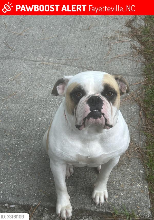 Lost Female Dog last seen Bostick dr and seaford st area, Fayetteville, NC 28314