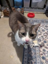 Reunited Male Cat last seen Behind Firehouse Coffee, Seattle, WA 98107