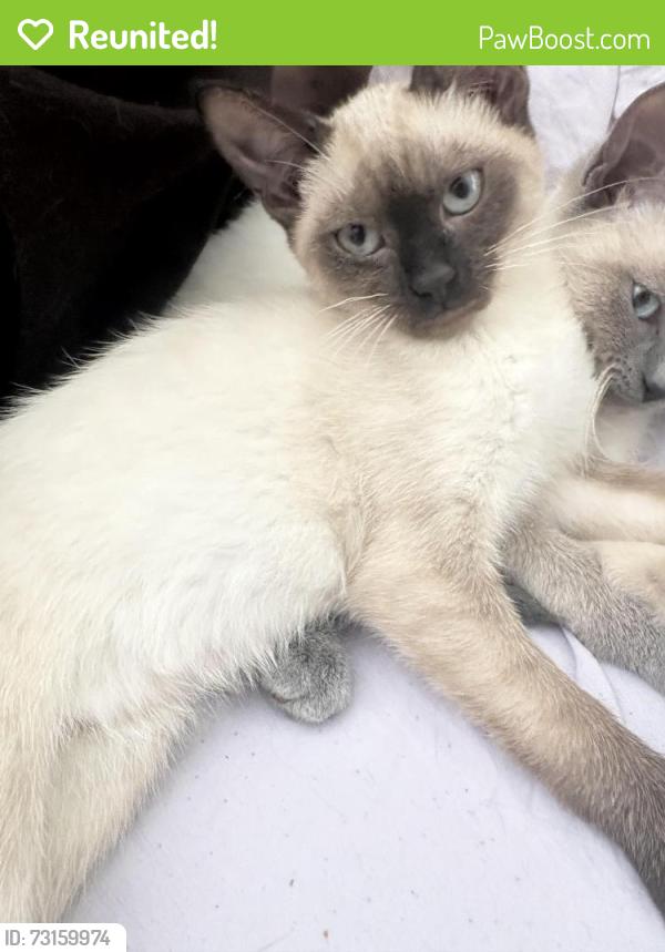 Reunited Female Cat last seen wade hampton blvd near 7brew, Greenville, SC 29615