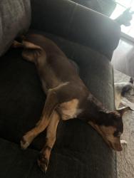 Lost Female Dog last seen Lacewood and fountain wood, San Antonio, TX 78233