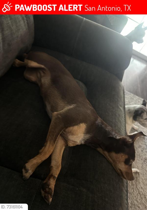 Lost Female Dog last seen Lacewood and fountain wood, San Antonio, TX 78233