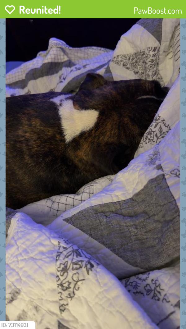 Reunited Female Dog last seen Stanley Dr / Morris Dr, Catoosa County, GA 30736