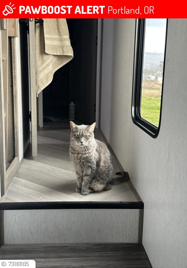 Lost Male Cat last seen Marine dr, Portland, OR 97211
