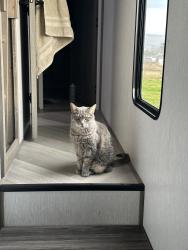 Lost Male Cat last seen Marine dr, Portland, OR 97211