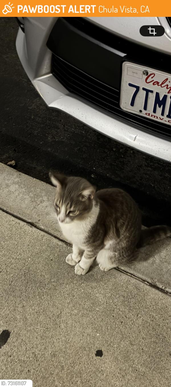 Found/Stray Unknown Cat last seen Toscana apmts, Chula Vista, CA 91910