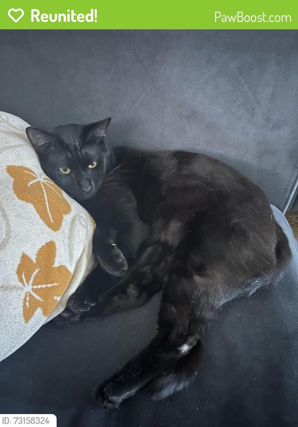 Reunited Male Cat last seen Near Amiro Lane, Spring Hill, FL 34609