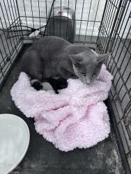 Found/Stray Female Cat last seen San Joaquin and bopp, Tucson Estates, AZ 85735