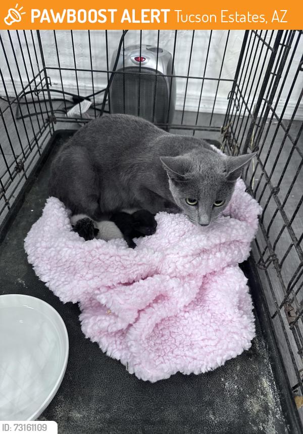 Found/Stray Female Cat last seen San Joaquin and bopp, Tucson Estates, AZ 85735