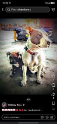 Lost Female Dog last seen McDonald's Beltline Blvd, Columbia, SC 29205