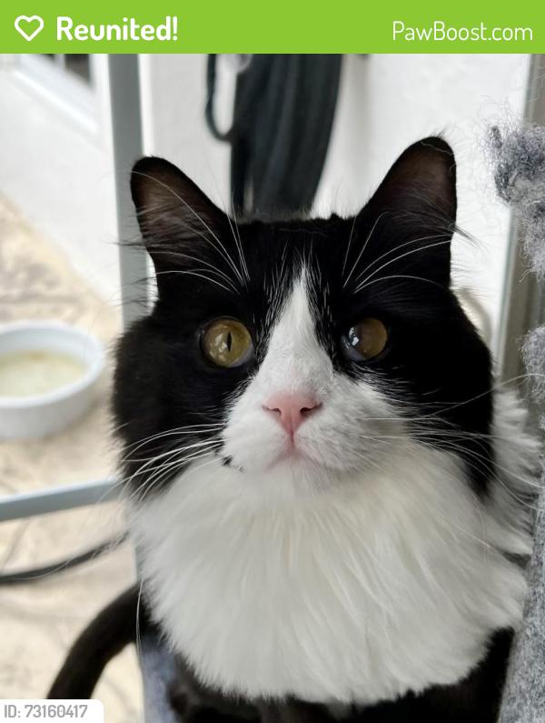 Reunited Female Cat last seen Cactus Cliff, San Antonio, TX 78258