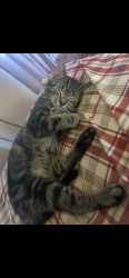 Lost Male Cat last seen samuel’s loop, Coxs Creek, KY 40013