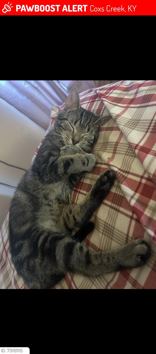 Lost Male Cat last seen samuel’s loop, Coxs Creek, KY 40013
