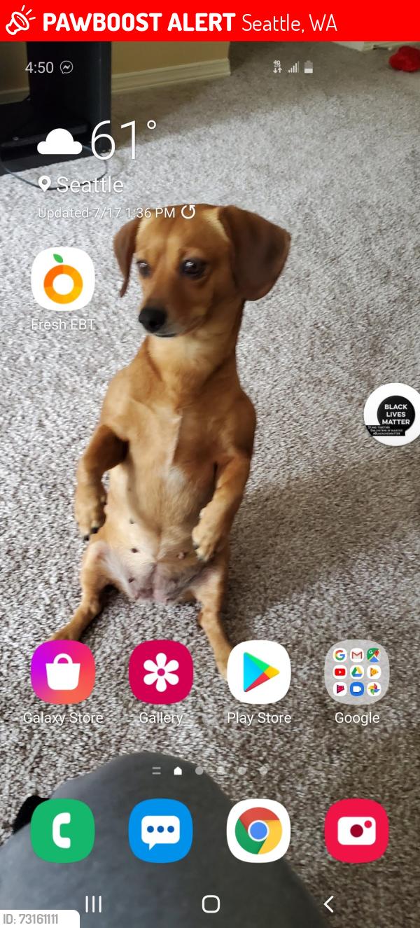 Lost Female Dog last seen Near 24th s, Seattle, WA 98144