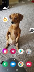 Lost Female Dog last seen Near 24th s, Seattle, WA 98144