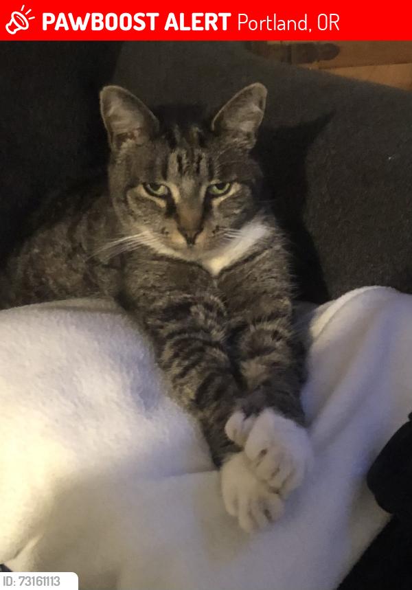 Lost Female Cat last seen 110th and shaver st, Portland, OR 97220