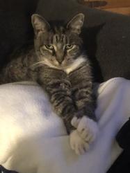 Lost Female Cat last seen 110th and shaver st, Portland, OR 97220