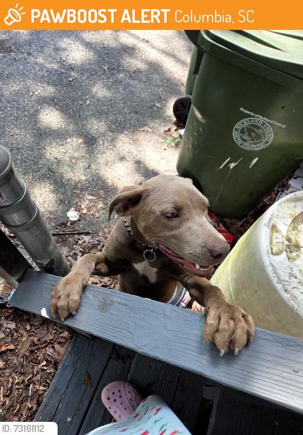 Found/Stray Male Dog last seen Near hobby lobby on two notch road, Columbia, SC 29229
