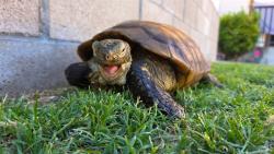 Shelter Stray Unknown Other last seen Near BLOCK CHISM TRL, ONYX CA 93255, 3951 Fruitvale Ave, Bakersfield, CA 93308, USA