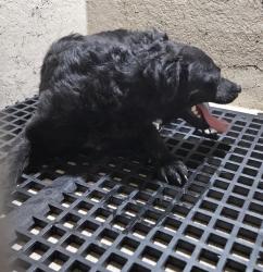 Shelter Stray Unknown Dog last seen Near BLOCK FREEDOM CIR, LAS VEGAS NV 89115, 655 N Mojave Rd, Las Vegas, NV 89101, USA