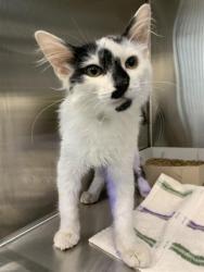Shelter Stray Male Cat last seen Near, 2600 S Harding St, Indianapolis, IN 46221, USA