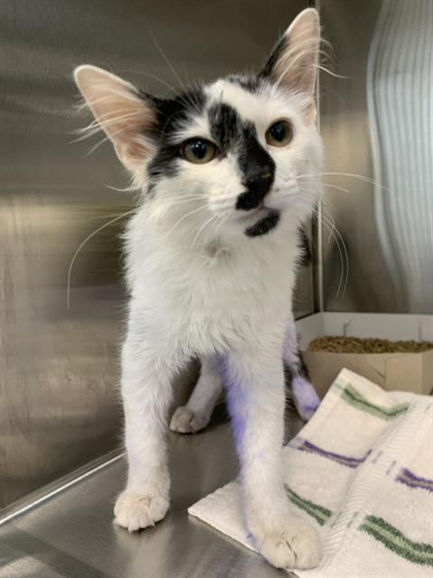 Shelter Stray Male Cat last seen Near, 2600 S Harding St, Indianapolis, IN 46221, USA