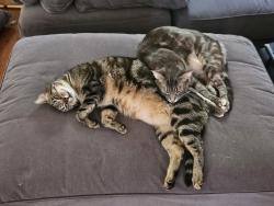 Lost Female Cat last seen N Huron Ave, Arcade St. By ypsi firehouse museum, Ypsilanti, MI 48197
