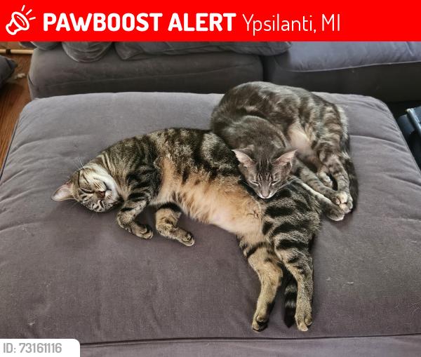 Lost Female Cat last seen N Huron Ave, Arcade St. By ypsi firehouse museum, Ypsilanti, MI 48197