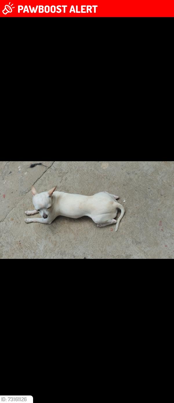 Lost Female Dog last seen Calle Cedros Laureles 1, Tapachula de Córdova y Ordóñez, Chis. 