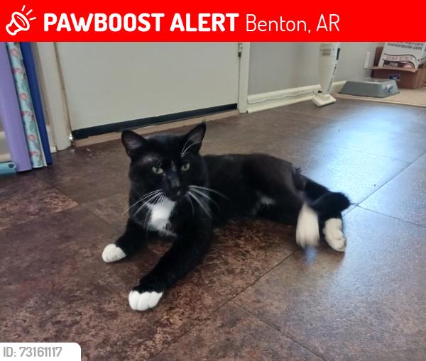 Lost Male Cat last seen Hazel, Walnut, Pine, River, Gaunt, Ashley, Benton, AR 72015