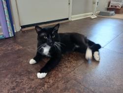 Lost Male Cat last seen Hazel, Walnut, Pine, River, Gaunt, Ashley, Benton, AR 72015