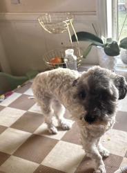 Lost Female Dog last seen Polk ST sylmar CA & Herrick Ave De Garmo Ave., Los Angeles, CA 91342