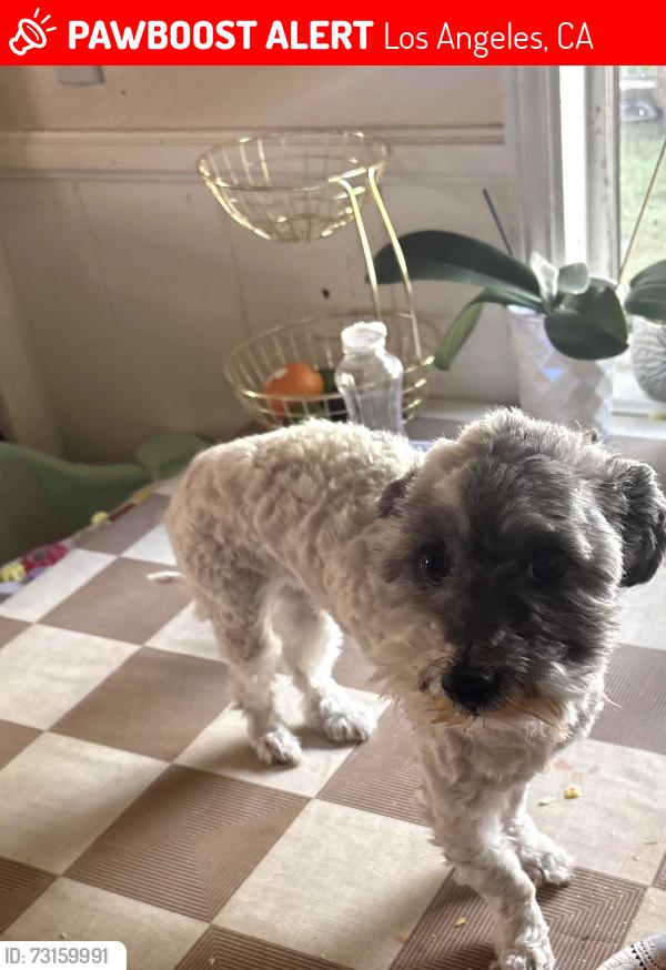 Lost Female Dog last seen Polk ST sylmar CA & Herrick Ave De Garmo Ave., Los Angeles, CA 91342
