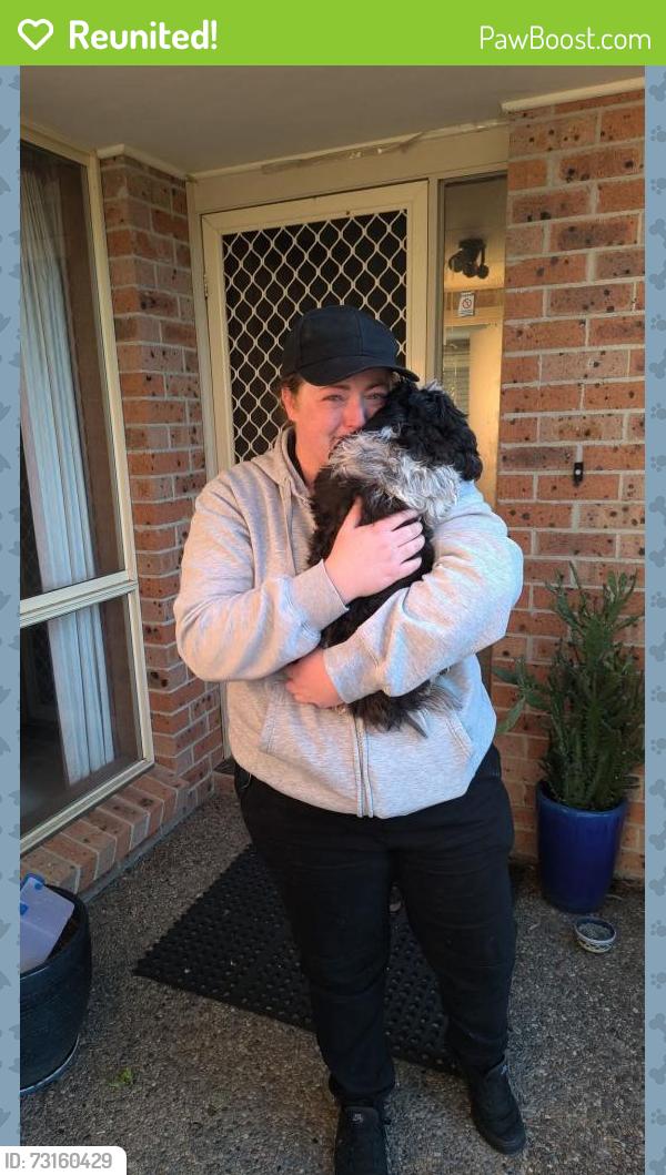 Reunited Unknown Dog last seen Crisp Circuit Bruce, Bruce, ACT 2617