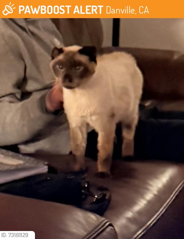 Found/Stray Male Cat last seen Northridge, Danville, CA 94526