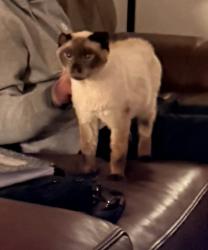 Found/Stray Male Cat last seen Northridge, Danville, CA 94526