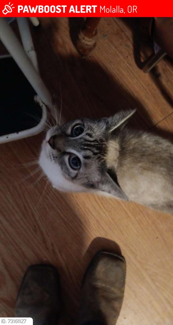 Lost Female Cat last seen Lola Ave and 5th street, Molalla, OR 97038