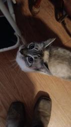 Lost Female Cat last seen Lola Ave and 5th street, Molalla, OR 97038