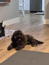 Lost Male Dog last seen Oakes /s 68th st, Tacoma, WA 98408