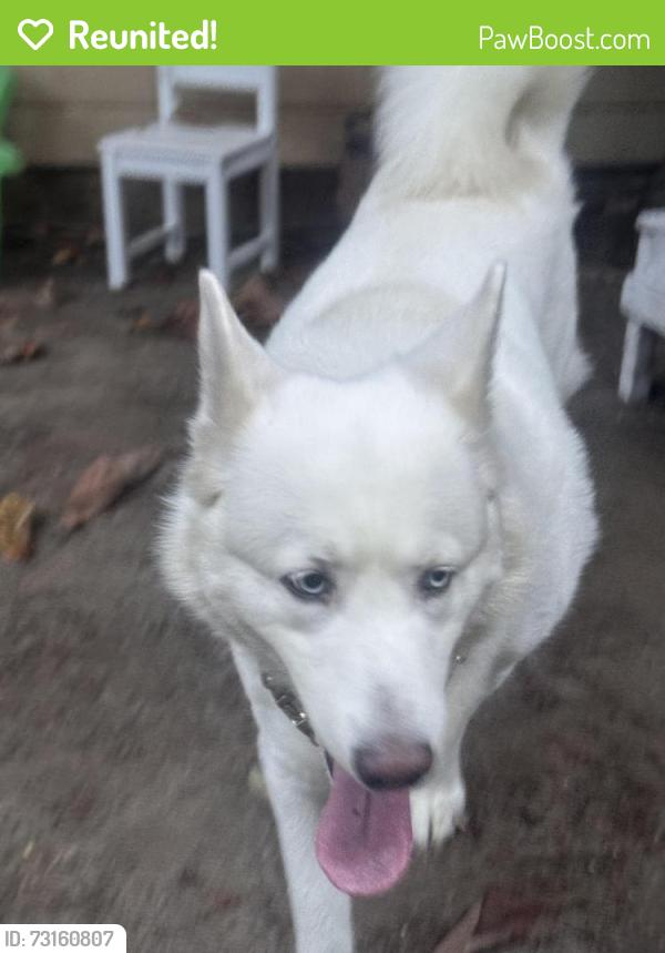 Reunited Female Dog last seen Glen Eyrie Ave Near Carolyn Ave, San Jose, CA 95125