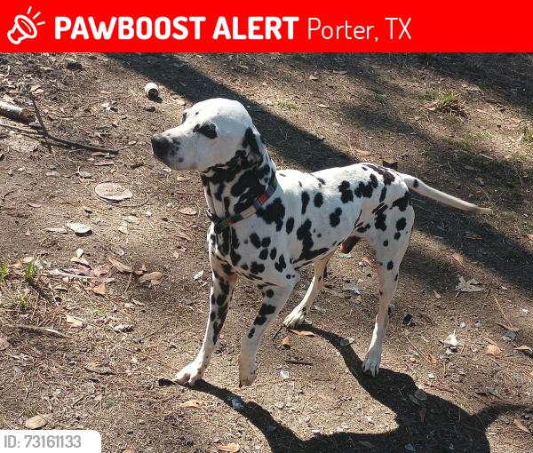 Lost Male Dog last seen Porter Tx, Porter, TX 77365
