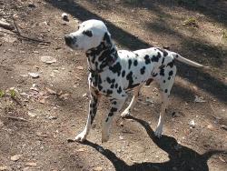Lost Male Dog last seen Porter Tx, Porter, TX 77365