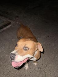 Found/Stray Female Dog last seen Carlisle rd and Sago rd, Apple Valley, Ca 92307, Apple Valley, CA 92307