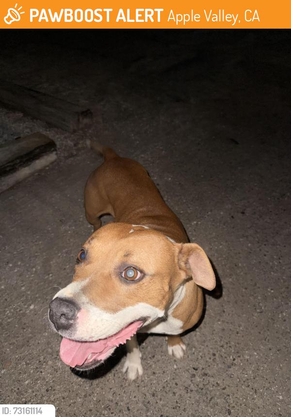 Found/Stray Female Dog last seen Carlisle rd and Sago rd, Apple Valley, Ca 92307, Apple Valley, CA 92307