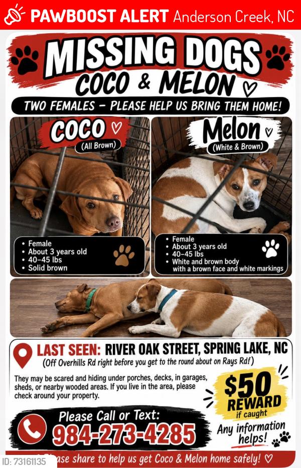Lost Female Dog last seen River Oak st and Overhill Rd by exxon, Anderson Creek, NC 28390