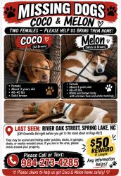 Lost Female Dog last seen River Oak st and Overhill Rd by exxon, Anderson Creek, NC 28390