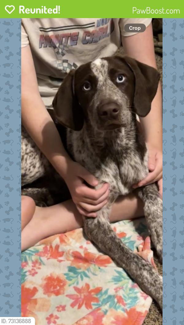 Reunited Female Dog last seen 241st and highway 33, Sapulpa, OK 74066